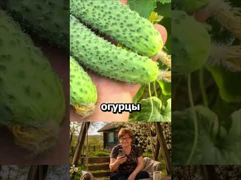 Любимая подкормка огурцов #огород #дача #сад #урожай #советыдачникам