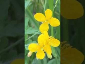 Лето 2023 цветы природа и самое главное &hellip;