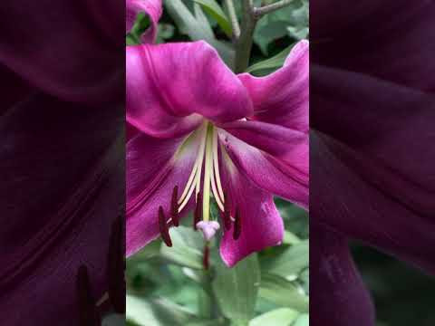 Цветы на участке #shorts #flowers