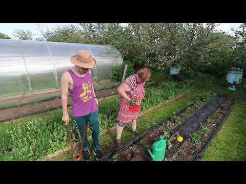 Life in a Small Village: Farming, Animals & Daily Hustle