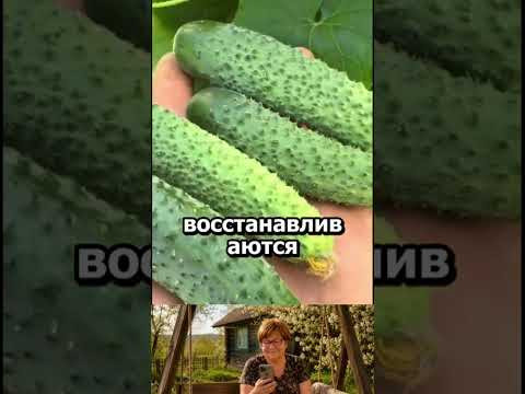 Любимая подкормка огурцов #огород #дача #сад #урожай #shorts