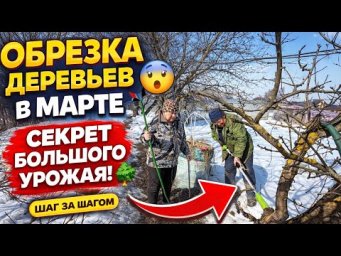 Обрезка деревьев в марте  как правильно обрезать сад весной  секрет большого урожая