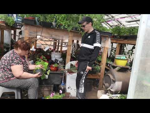 Наши огородные дела .