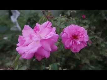 Floral ASMR: Relaxing Sounds of the Countryside and Nature
