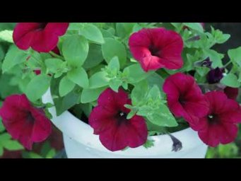 ASMR Семейные посиделки  сад огород цветы)
