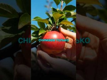 #лайфхаки сентябрьского урожая, о которых мало кто знает!  #огород #сад #shorts