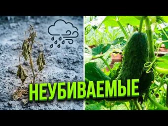 Белорусские семена огурцов или проверенный Кураж? Что посеяла в этом году.