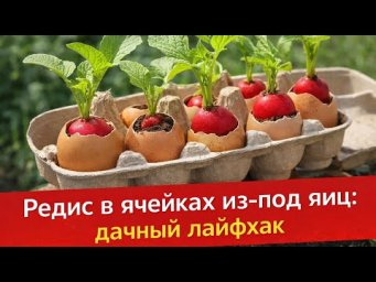 Сажаем РЕДИС в ячейки из-под яиц 