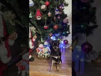 Can You Find the Cat? #cats #puppy #shorts