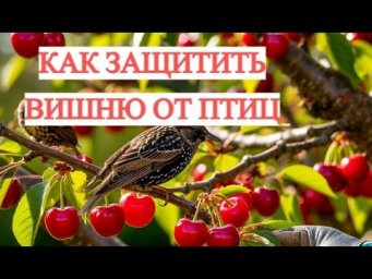 Птицы съедают ВСЮ вишню? Вот как их остановить за 5 минут!