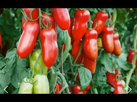 Самый НАДЕЖНЫЙ СПОСОБ ПОСЕВА ТОМАТОВ. ТОМАТЫ 2019. Мой ВЫБОР.