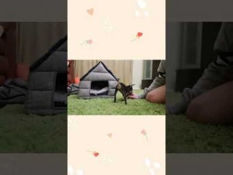 My best friend #puppy #funny #shorts