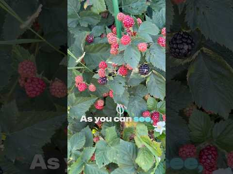 A Walk Through a Russian Village Garden: Berries, Apples, and Autumn Harvest #shorts