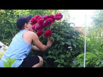 The Most Beautiful Gardens in RUSSIA Garden Flowers family farm urban farmer