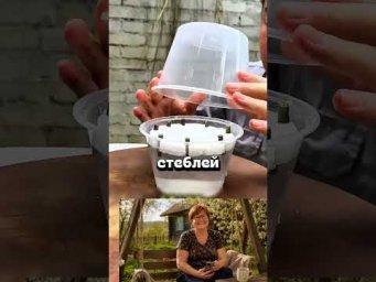 ЗАЧЕМ КИТАЕЦ РУБИТ ЦВЕТЫ? #дача #сад #огород