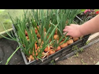Такой способ посадки ЛУКА никогда не подводили . СТОЛЬКО ЛУКА ПЕРВЫЙ РАЗ !