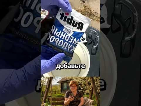 Это лучшая осенняя подкормка любых сортов смородины #сад #дача #огород #урожай #советыдачникам