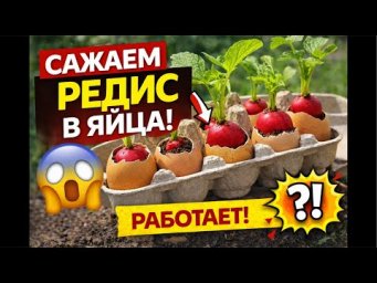 Посадка редиса в яичные лотки  быстрый способ выращивания