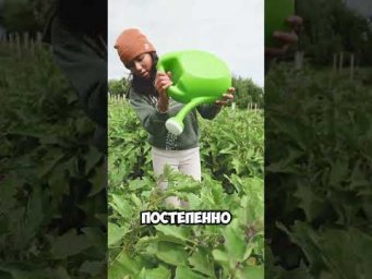 Почему листья желтеют на самом деле #огород #дача #shorts