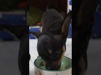 #puppy #funny #mukbang #asmr #shorts
