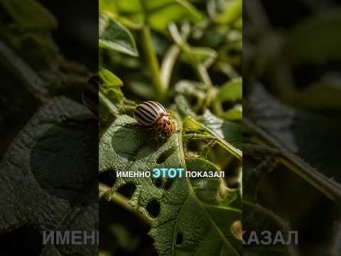 Самая эффективная самоделка от колорадского жука #огород #дача #сад #вредители #урожай #лайфхак