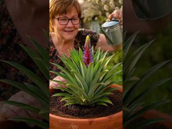 From Seed to Pineapple... Her Reaction Says It All