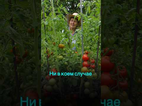 Никогда не выкидывайте томатную ботву #сад #огород #урожай #садоводство #дача Никогда не выкидывайте томатную ботву #сад #огород #урожай #садоводство #дача