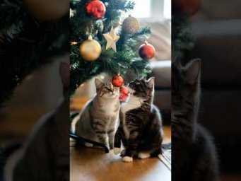 Cats #christmas #funny #shorts