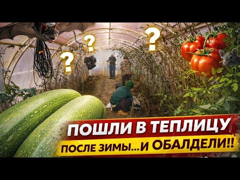 Пошли в теплицу после зимы&hellip; и ОБАЛДЕЛИ   Сколько дел  Семейные посиделки Миняева Юлия