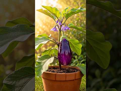I Planted an Eggplant… and This Happened in 15 Seconds! #shorts I Planted an Eggplant… and This Happened in 15 Seconds! #shorts