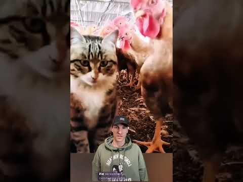 Котики вышли из-под контроля! #shorts #приколы #смешно