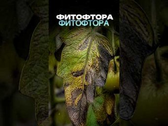 Фитофтора пропадет навсегда #огород #дача #сад #урожай #советыдачникам #shorts