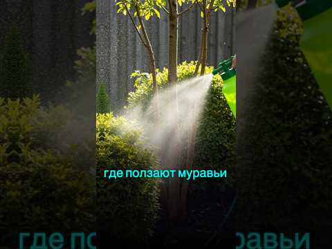 Тля и муравьи исчезли за день! #огород #дача #сад #муравьи #вредители #советыдачникам #лайфхак Тля и муравьи исчезли за день! #огород #дача #сад #муравьи #вредители #советыдачникам #лайфхак