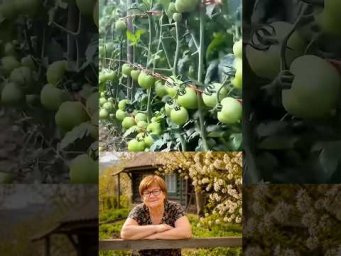Простоя повязка для улучшения урожая помидор #урожай #сад #огород #лайфхак #помидоры