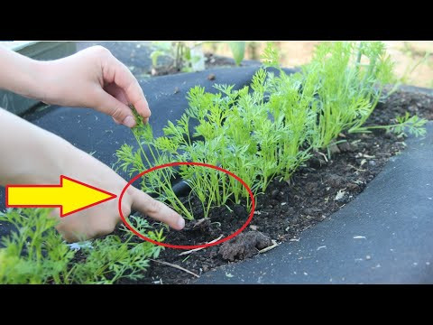 Морковь прёт как на дрожжах! Без сорняков, без прополки и без прореживания