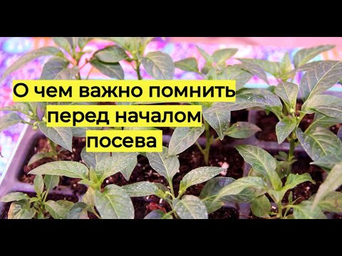 Обязательно сделайте это прежде чем сеять семена на рассаду! Обязательно сделайте это прежде чем сеять семена на рассаду!