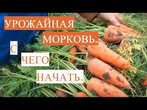 Отличная Всхожесть Семян! Как Подготовить Семена Моркови к Посадке. Отличная Всхожесть Семян! Как Подготовить Семена Моркови к Посадке.