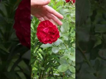 ASMR Village Sounds &ndash; Nature, Flowers & Peace #asmr
