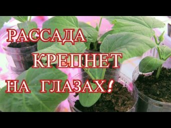 Рассада в разы крепче после такой подкормки! Подкормка для рассады крепкой и здоровой.