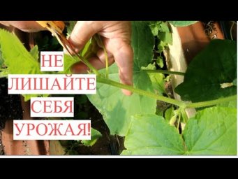 НЕ ДОПУСКАЙТЕ ЭТУ ОШИБКУ ПРИ ФОРМИРОВАНИИ ОГУРЦОВ! НЕ ЛИШАЙТЕ СЕБЯ УРОЖАЯ