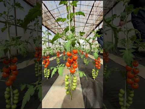 Preparing Our Greenhouse for Tomato Season #villagelife #tomato #shorts Preparing Our Greenhouse for Tomato Season #villagelife #tomato #shorts