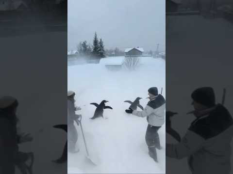 Winter in Russia #shorts