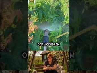 Подкормка для завязей помидоров #дача #огород #помидоры #рецепт #рецепты