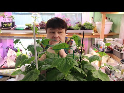 ЭТИ СЕМЕНА БОЛЬШЕ НЕ КУПЛЮ НИКОГДА!