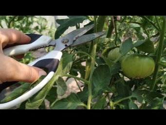 НЕ УДАЛЯЙТЕ ПАСЫНКИ У ТОМАТОВ ПОКА НЕ ПОСМОТРИТЕ ЭТО ВИДЕО! УСКОРИТЕЛЬ РОСТА РАСТЕНИЙ