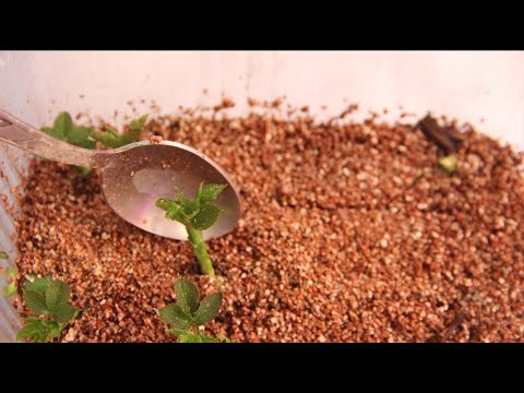СТАРЫЙ КИТАЕЦ научил так УКОРЕНЯТЬ РОЗЫ! Я ОБАЛДЕЛА от результата! ВПЕЧАТЛЯЕТ! СТАРЫЙ КИТАЕЦ научил так УКОРЕНЯТЬ РОЗЫ! Я ОБАЛДЕЛА от результата! ВПЕЧАТЛЯЕТ!