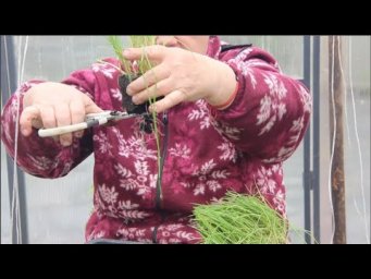 ГИГАНТСКИЙ Лук Эксибишен! Самый ЛЕГКИЙ СПОСОБ для САМОЙ КРУПНОЙ луковицы