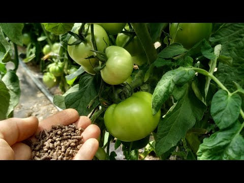 ТОМАТЫ очень любят эту ПОДКОРМКУ, ускоряет налив плодов! ТОМАТЫ очень любят эту ПОДКОРМКУ, ускоряет налив плодов!