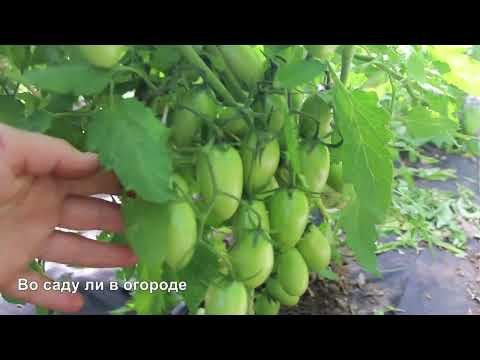СДЕЛАЙТЕ ЭТО И ТОМАТЫ БУДУТ УВЕШАНЫ ПЛОДАМИ СВЕРХУ ДОНИЗУ! СДЕЛАЙТЕ ЭТО И ТОМАТЫ БУДУТ УВЕШАНЫ ПЛОДАМИ СВЕРХУ ДОНИЗУ!